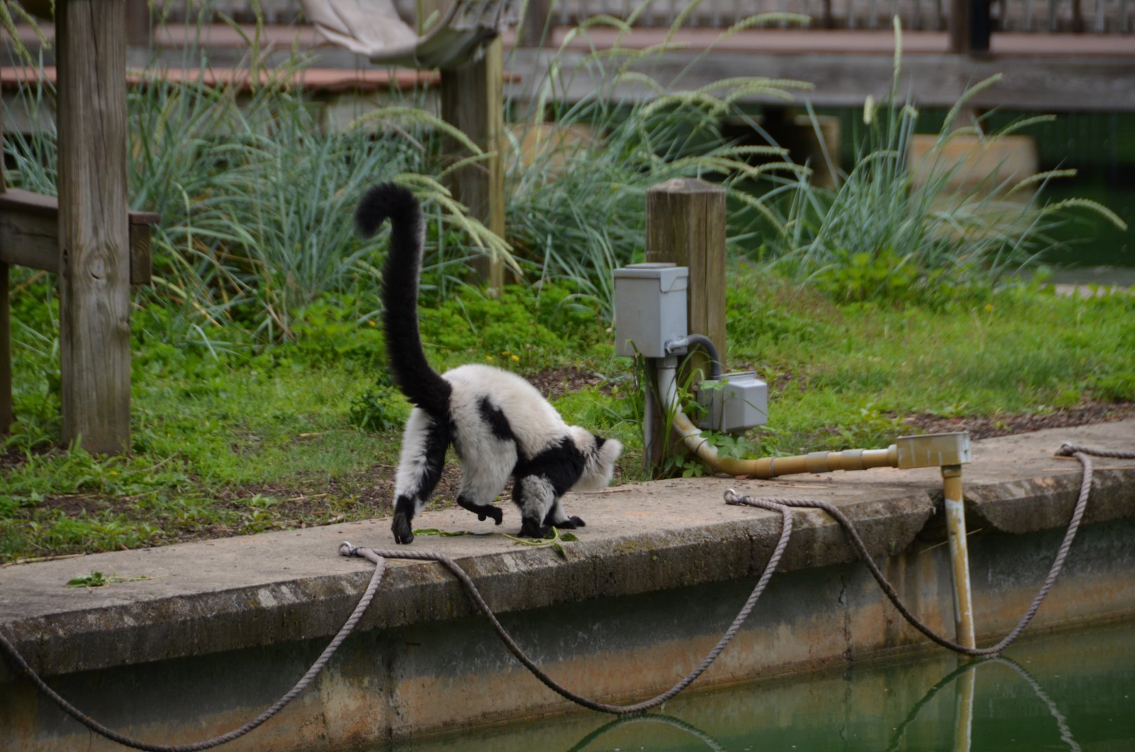 Black-and-White Ruffed Lemur Exhibit