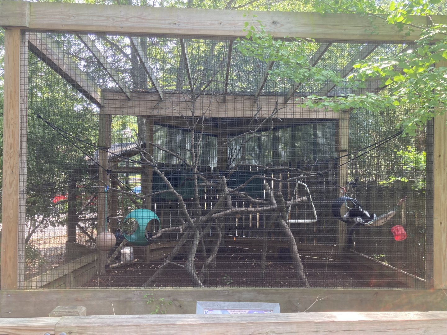 Black-and-white ruffed lemur exhibit