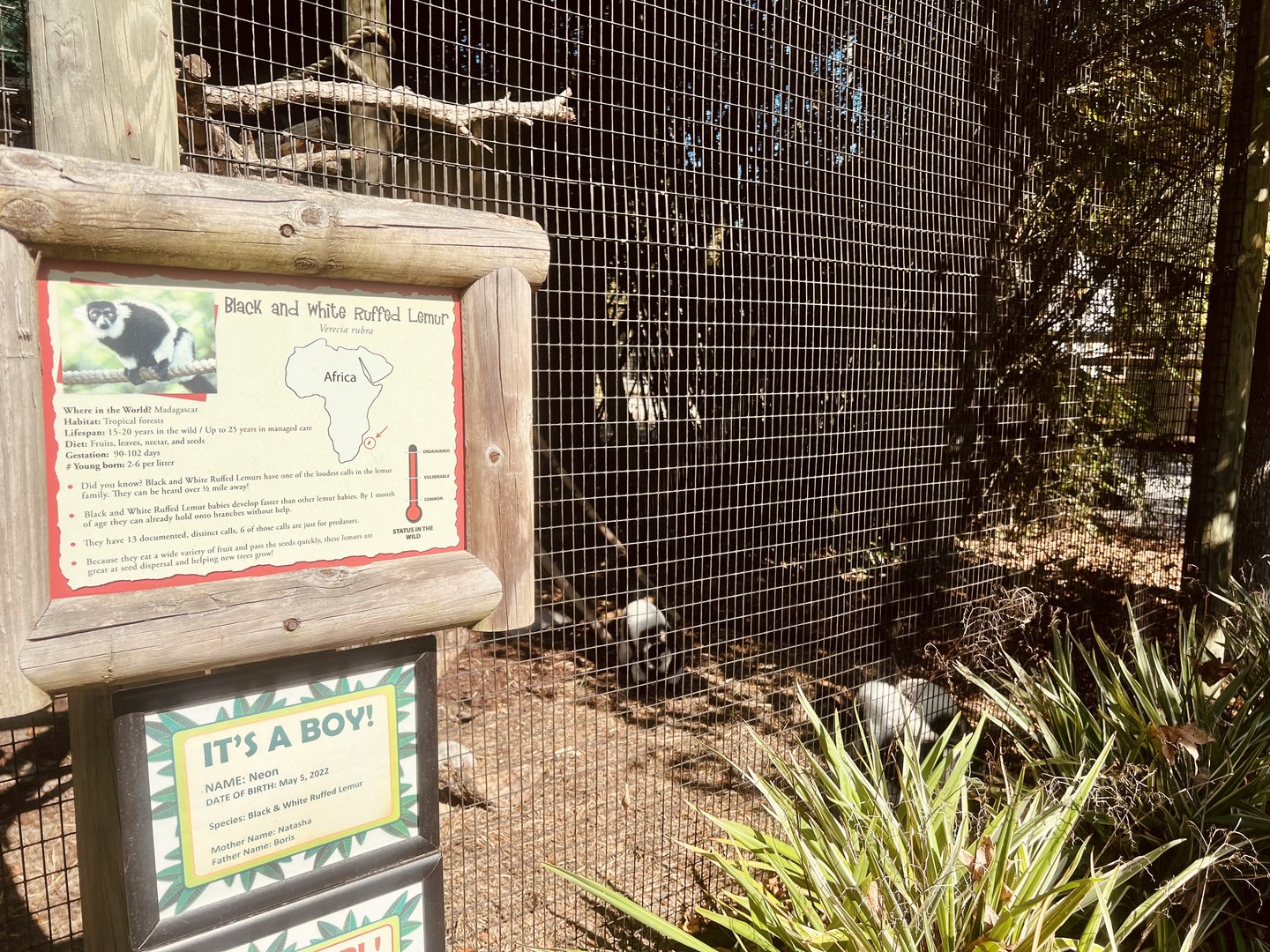 Black and White Ruffed Lemur Exhibit