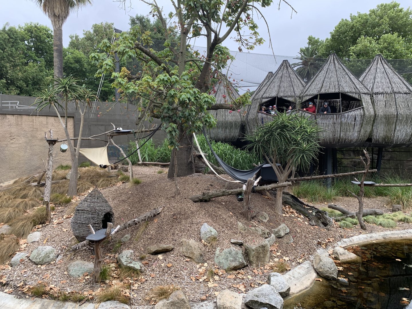Black-and-white Ruffed Lemur Exhibit