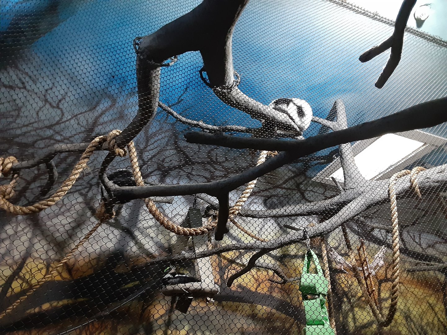 Black-and-White Ruffed Lemur Exhibit