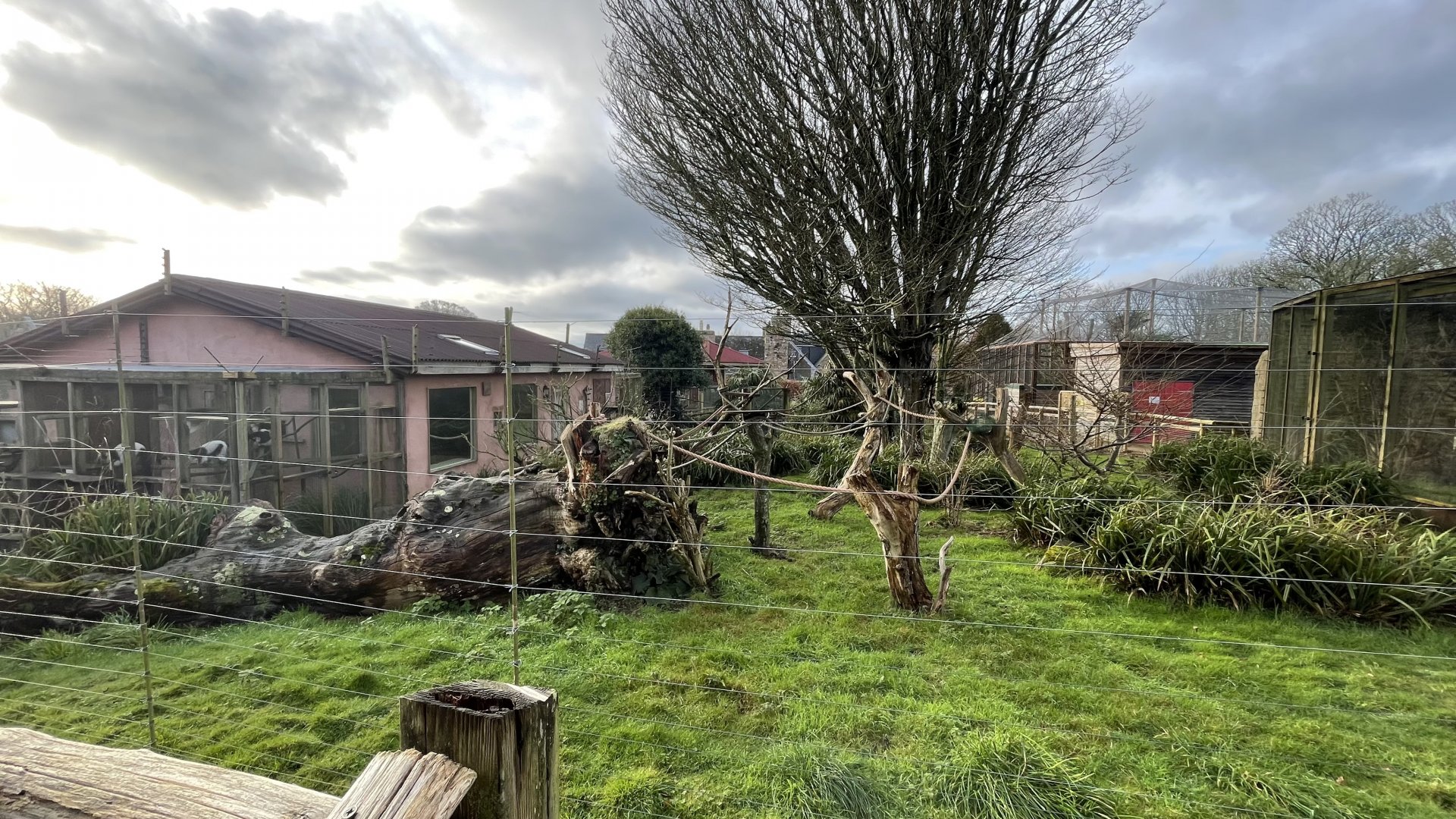 Black and white ruffed lemur exhibit