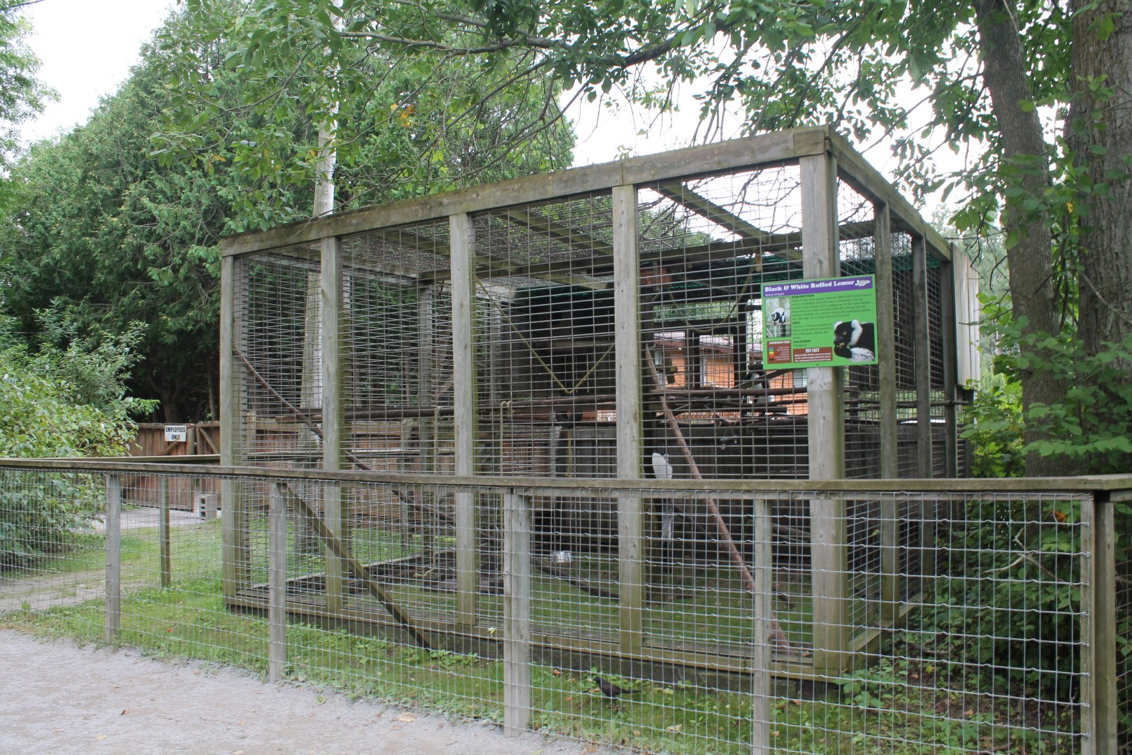 Black and white ruffed lemur exhibit