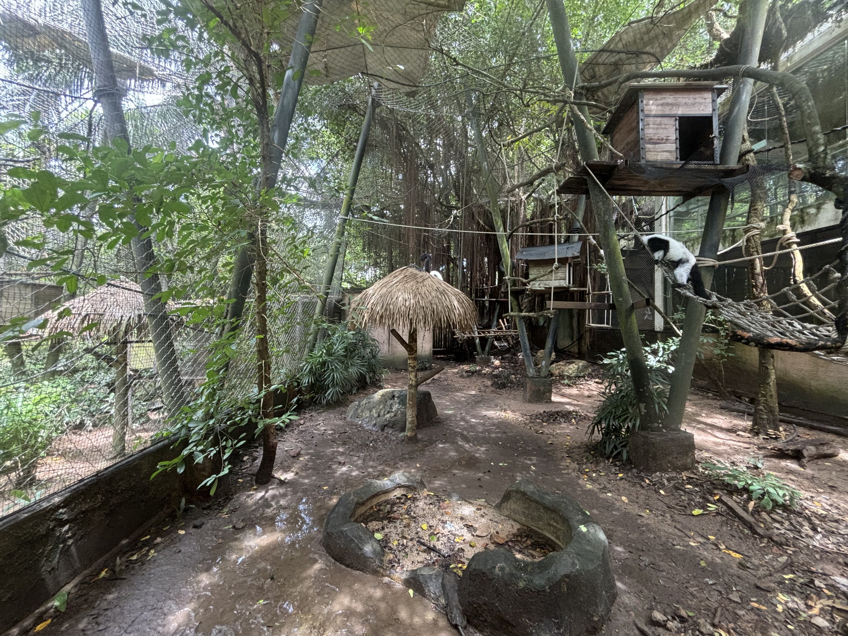 Black-and-white Ruffed Lemur Exhibit