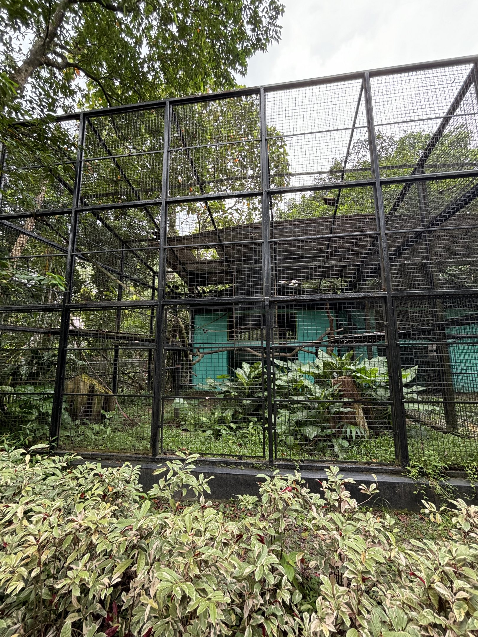 Black-and-white Ruffed Lemur Exhibit