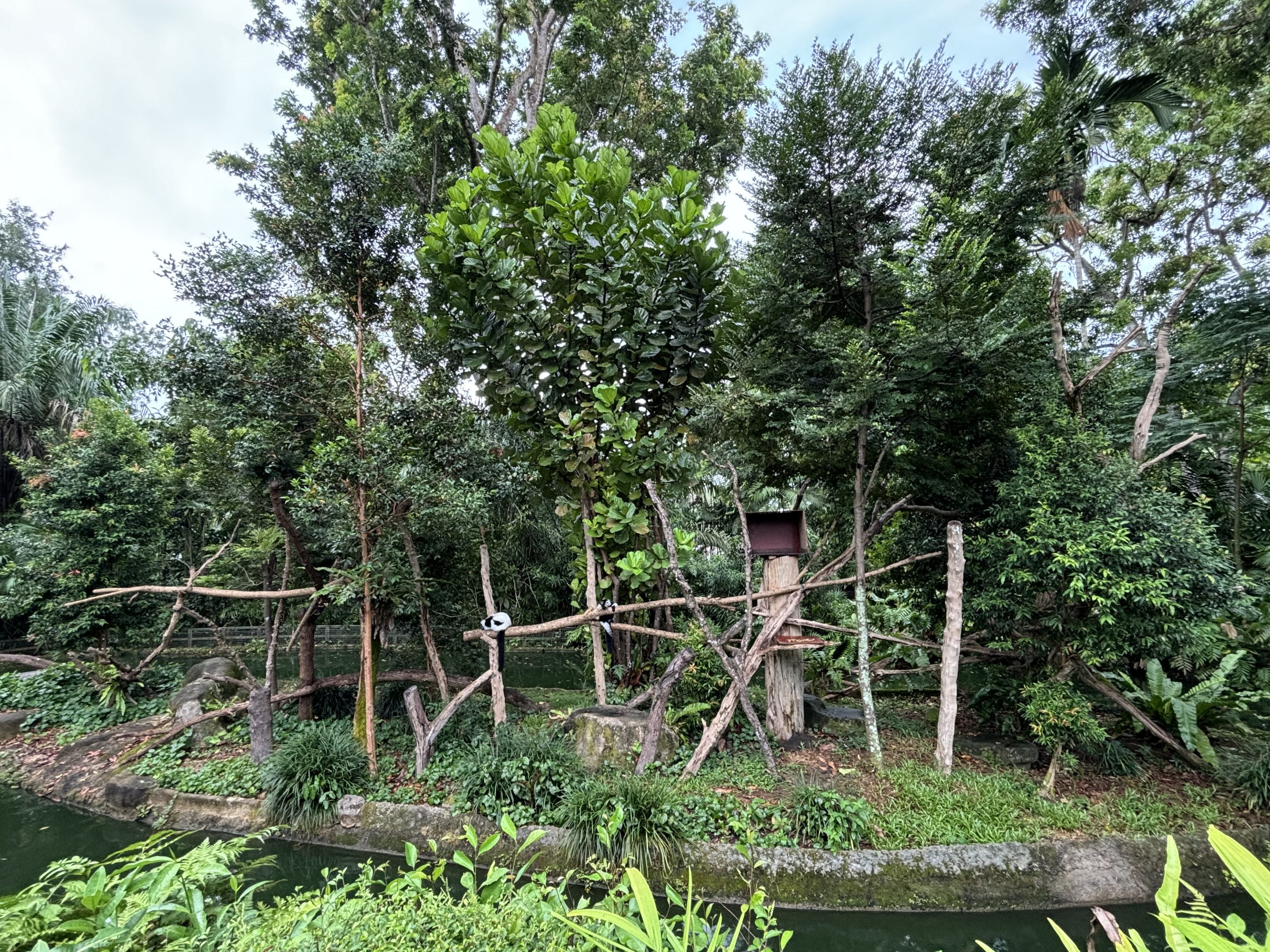Black-and-white Ruffed Lemur Exhibit