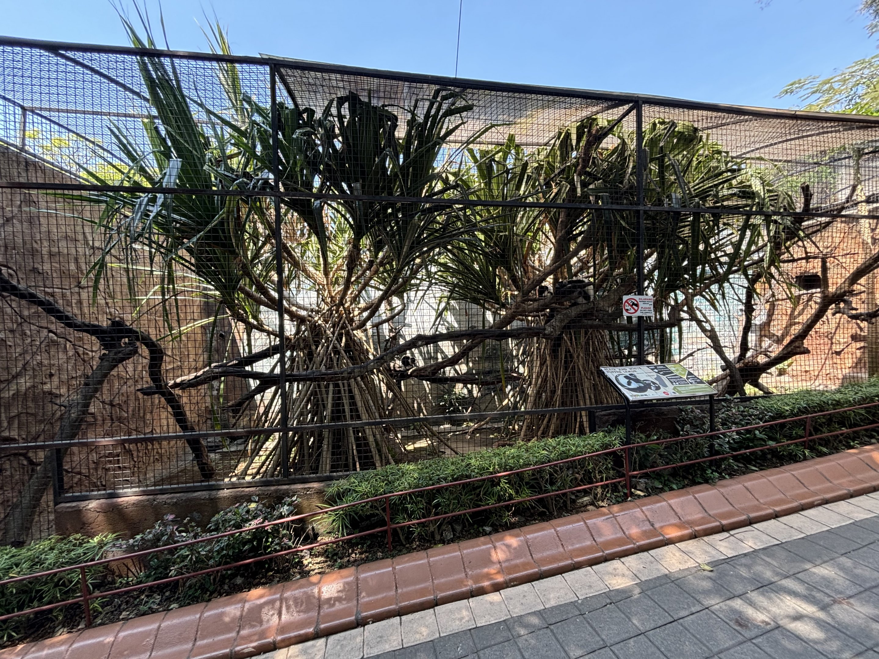 Black-and-white Ruffed Lemur Exhibit