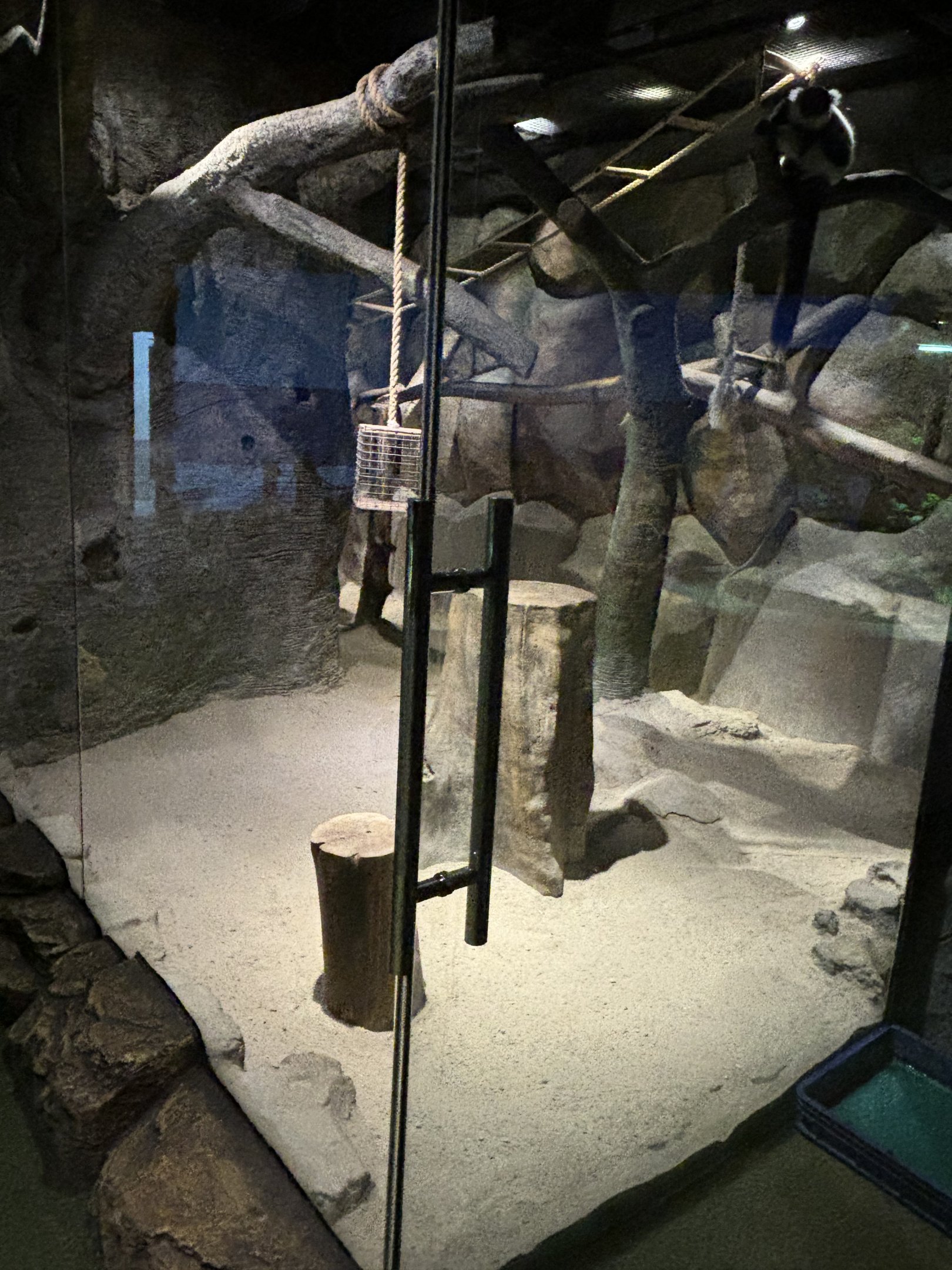 Black-and-white Ruffed Lemur Exhibit