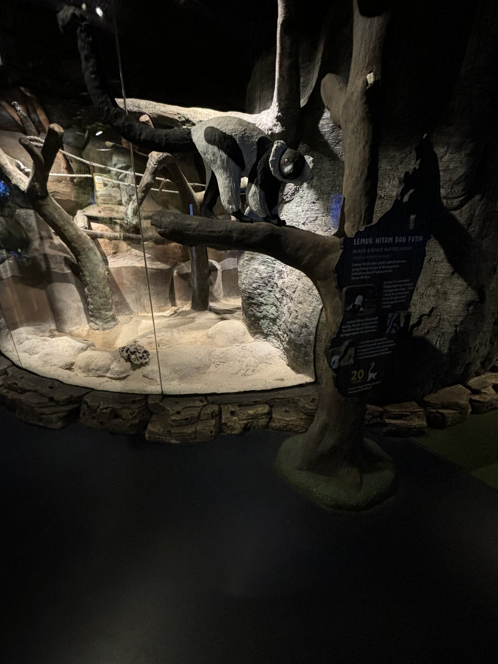 Black-and-white Ruffed Lemur Exhibit