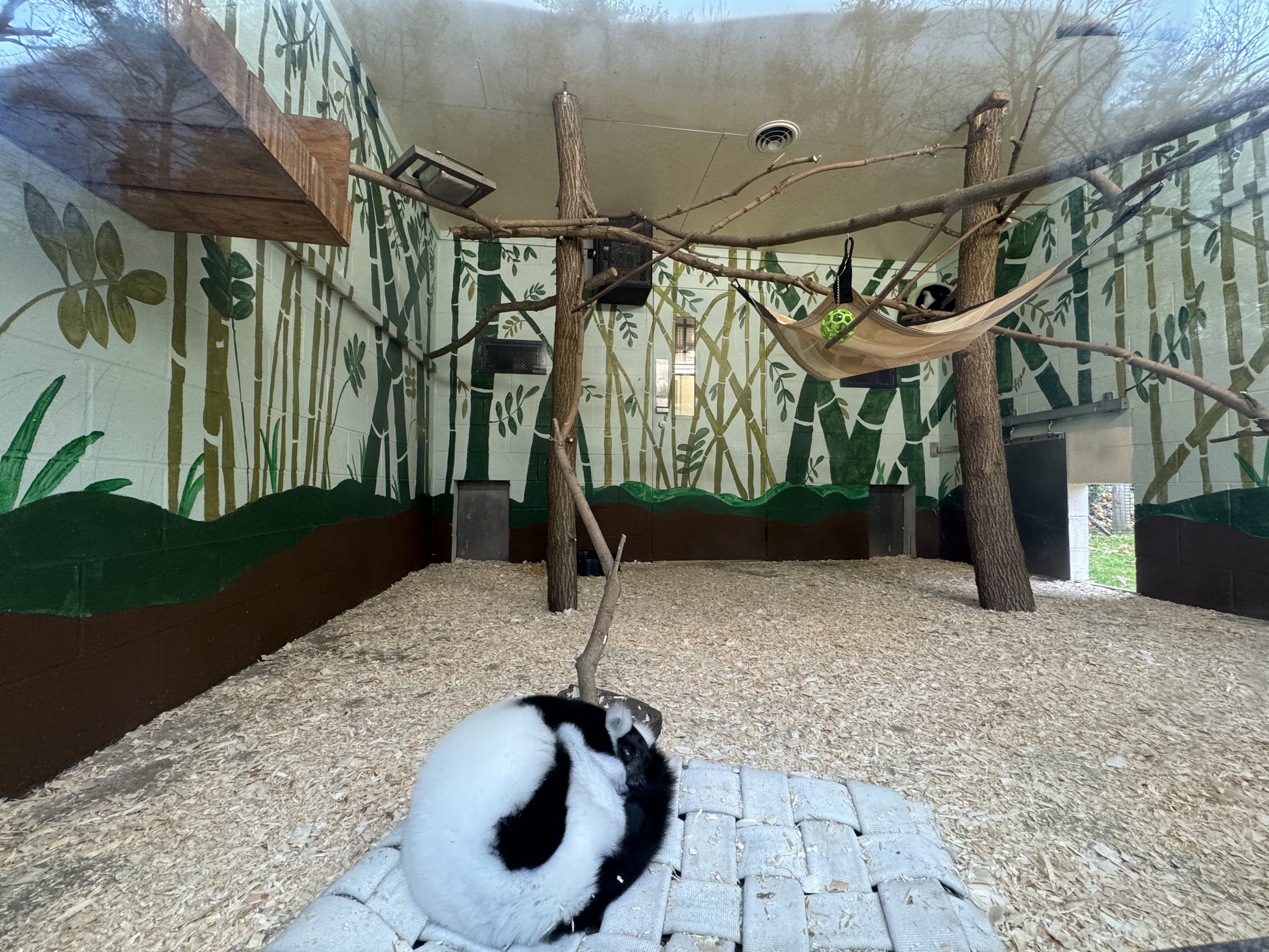 Black-and-white ruffed lemur exhibit