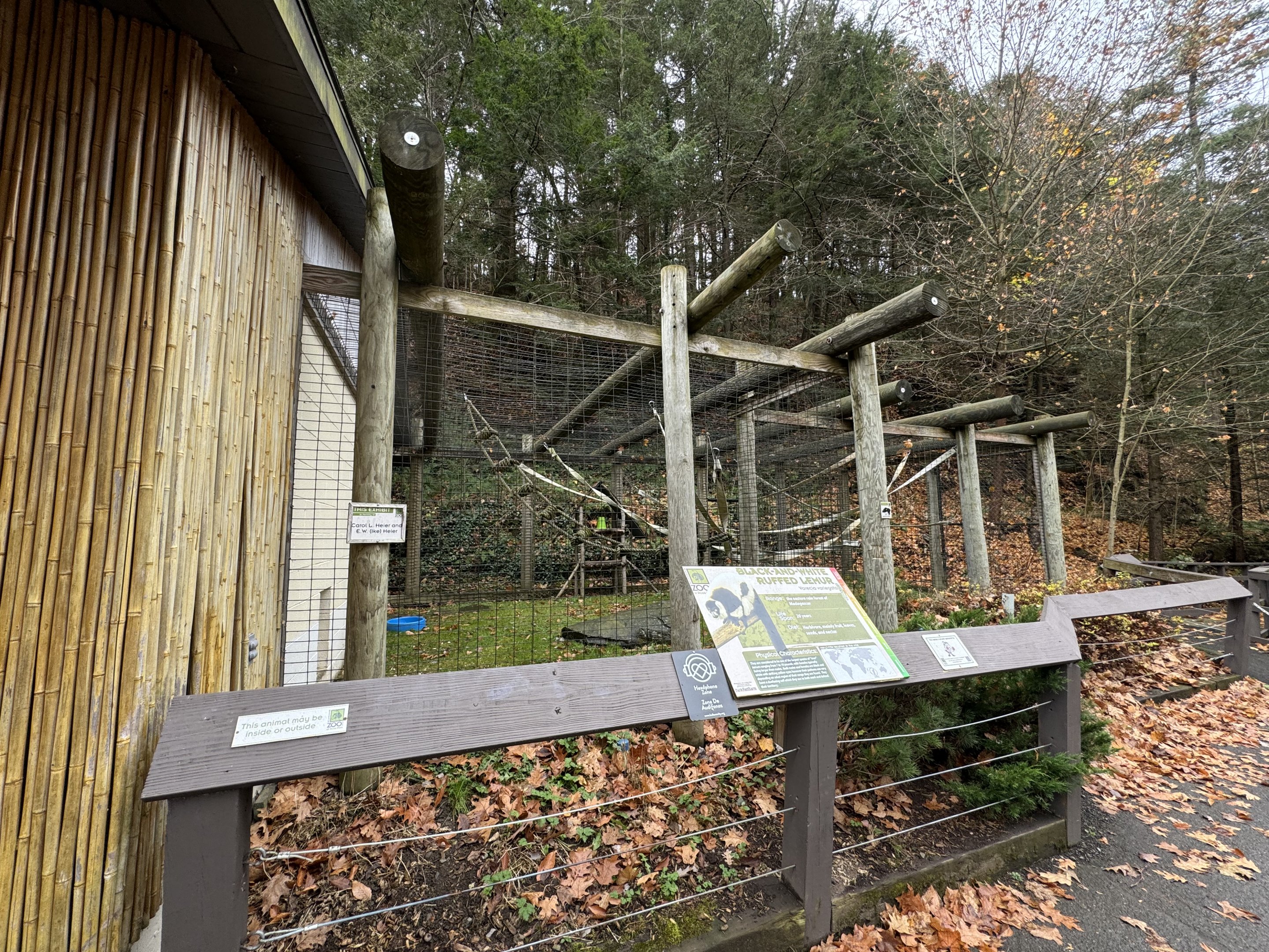 Black-and-white ruffed lemur exhibit