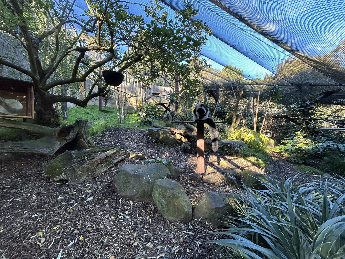 Black and White-ruffed Lemur Exhibit