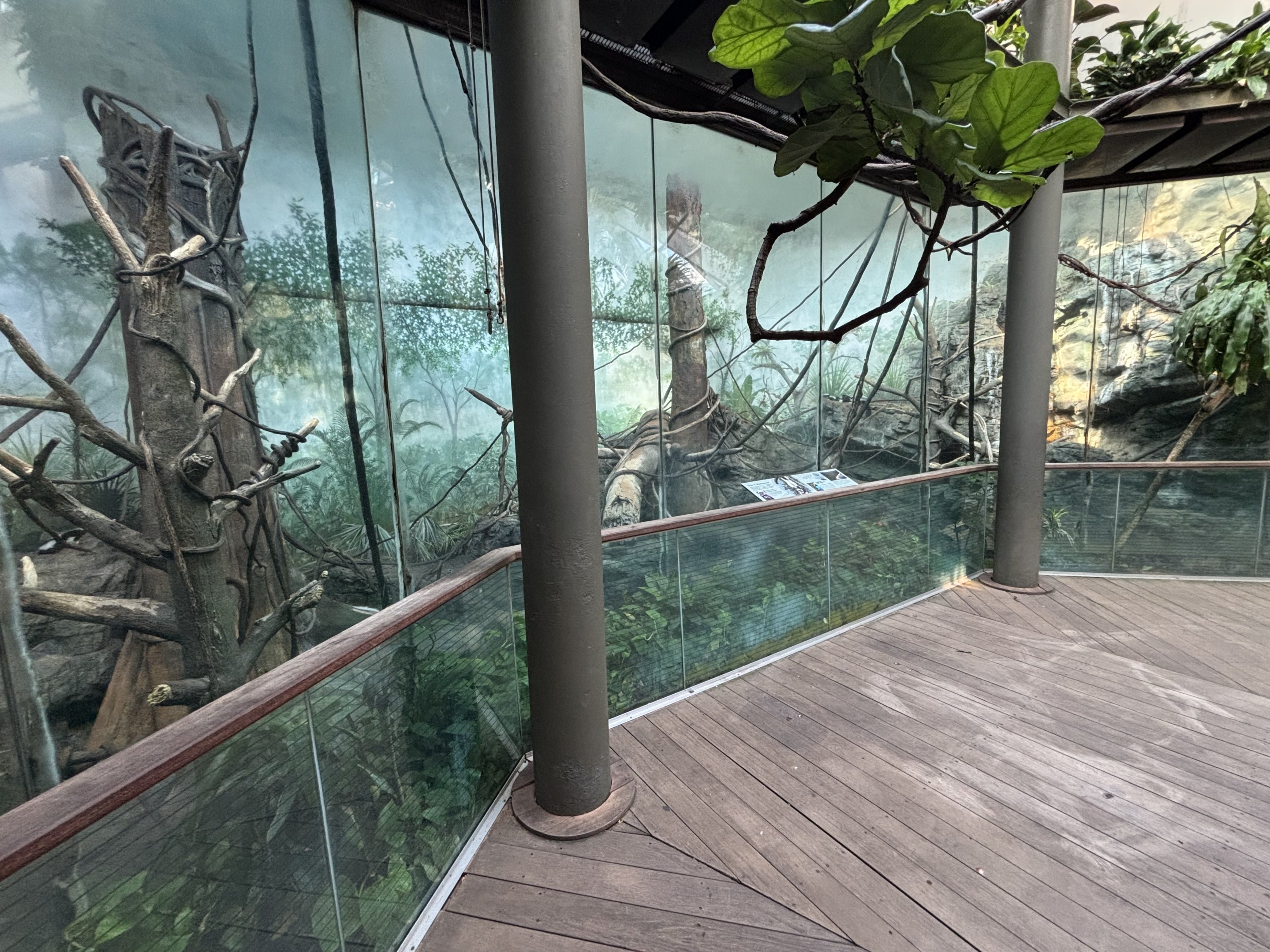 Black and White Ruffed Lemur Exhibit