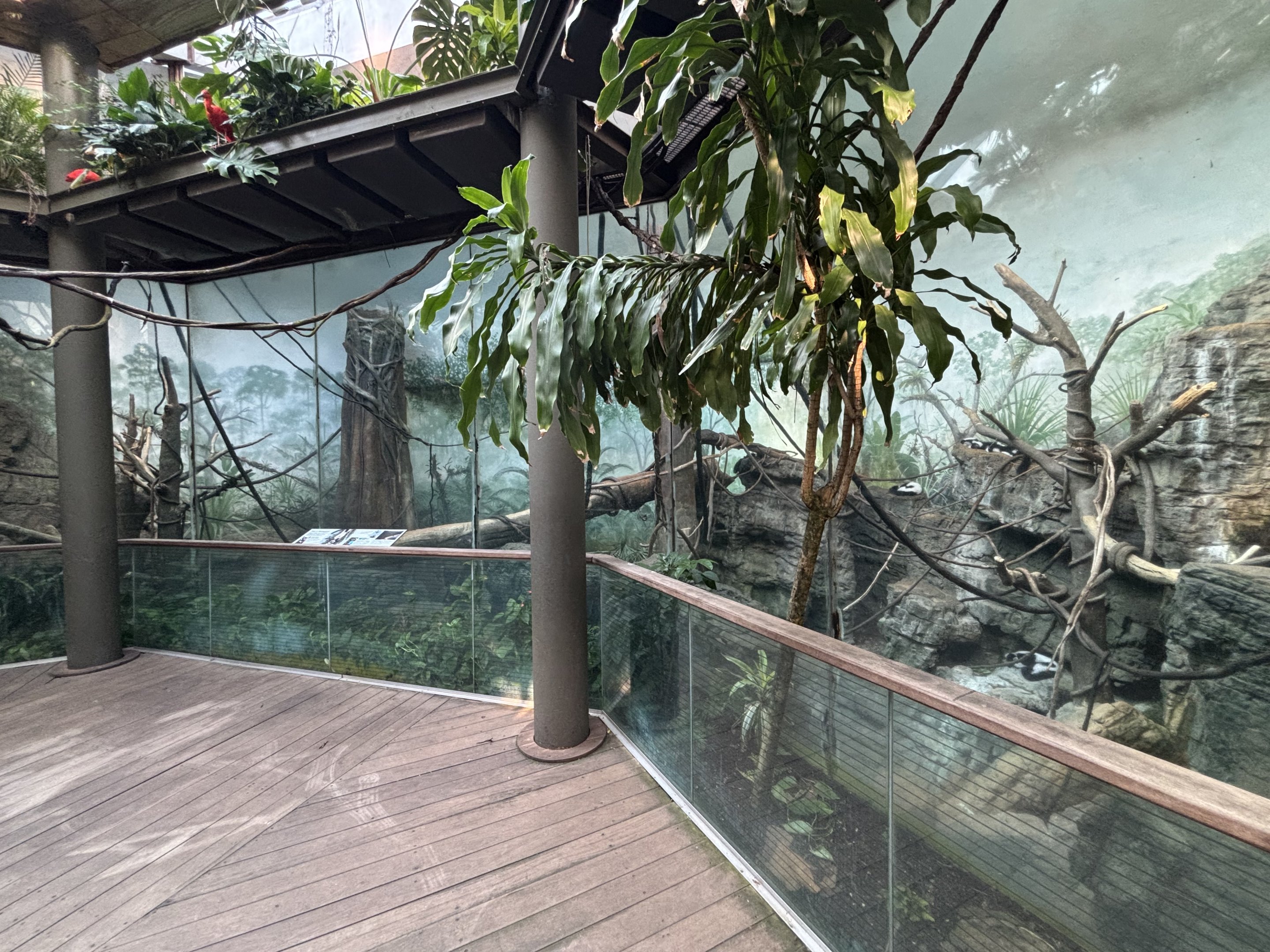 Black and White Ruffed Lemur Exhibit