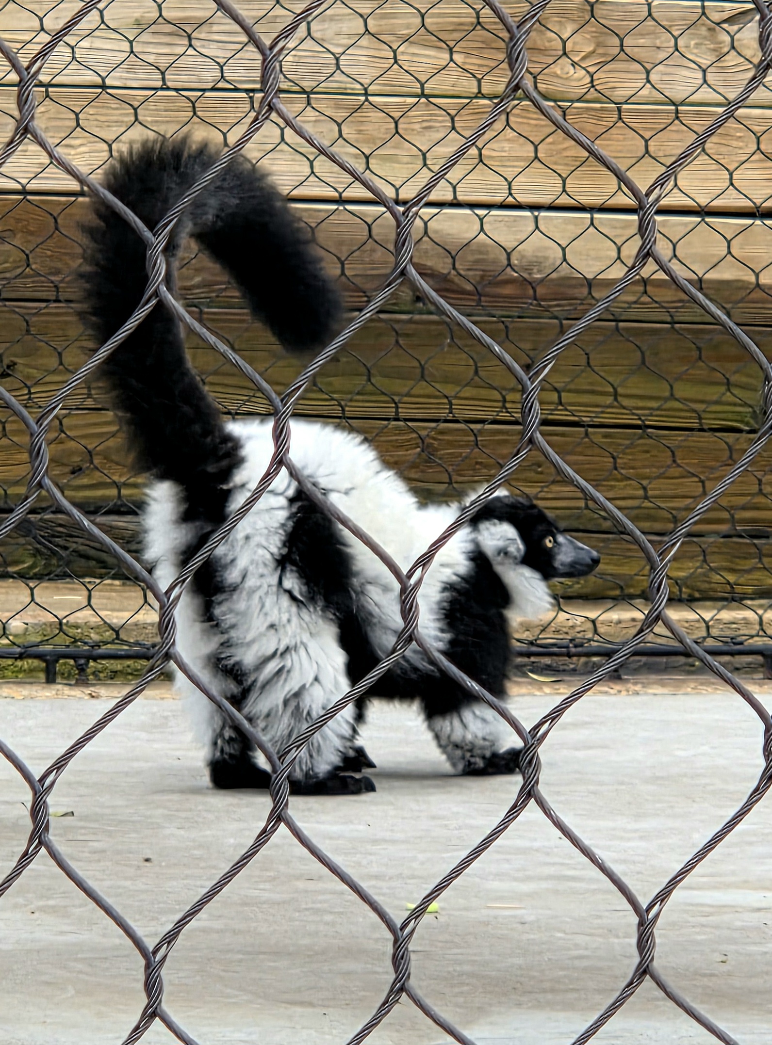 Black and White Ruffed Lemur  - Greenville Zoo