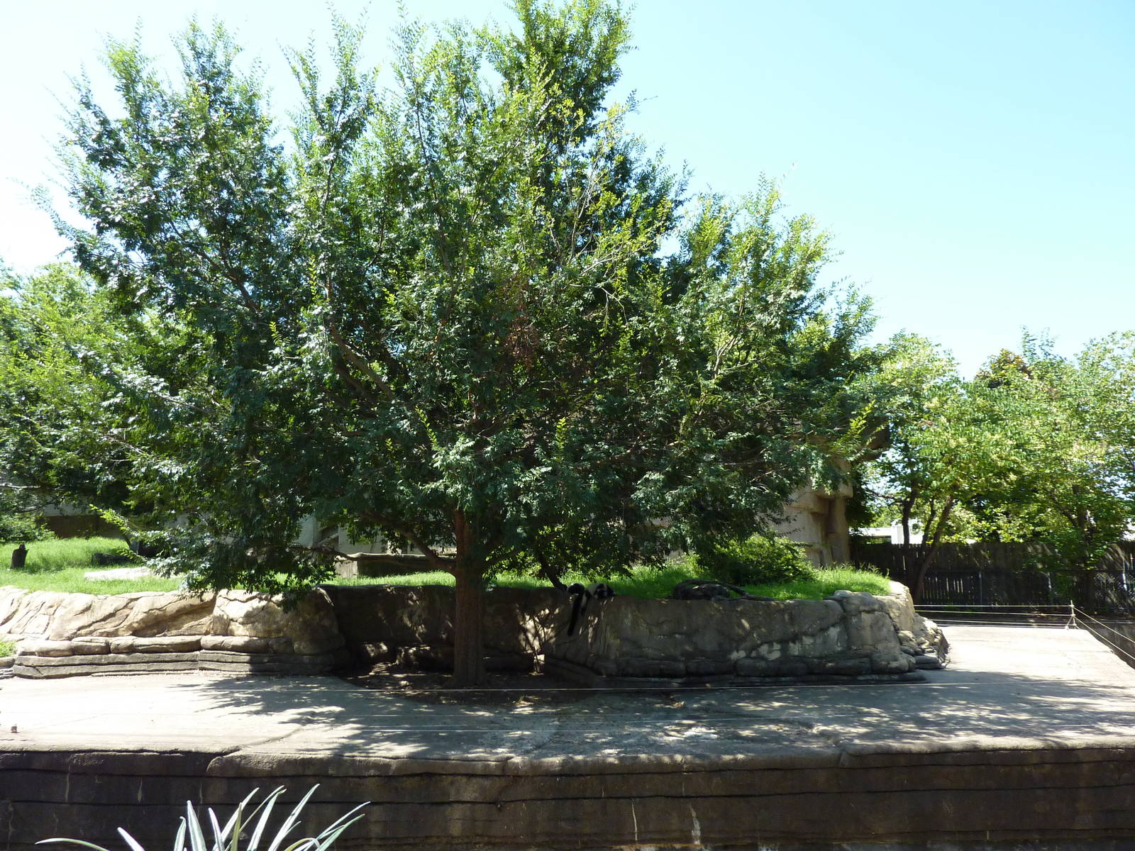 Black-and-White Ruffed Lemur Grotto