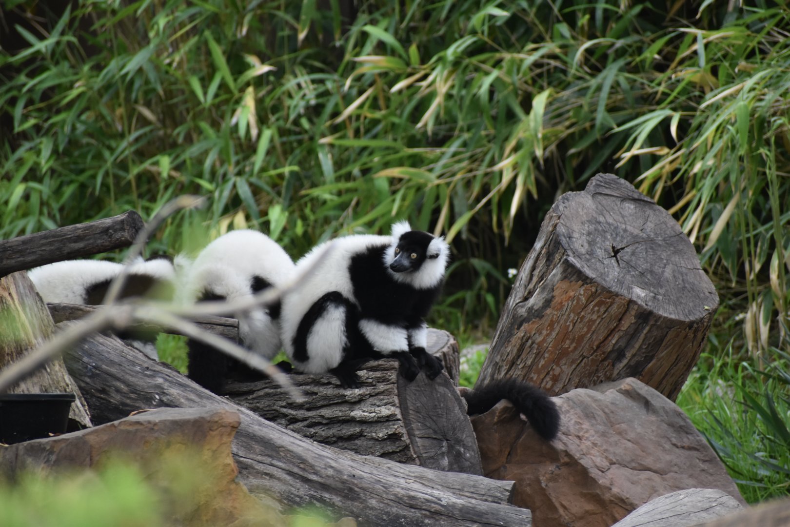 Black and White Ruffed Lemur Group