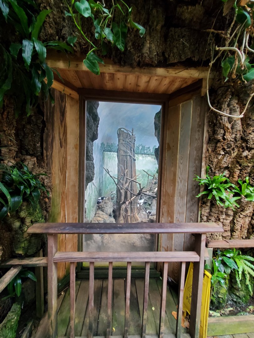 Black-and-White Ruffed Lemur Habitat - August 2021