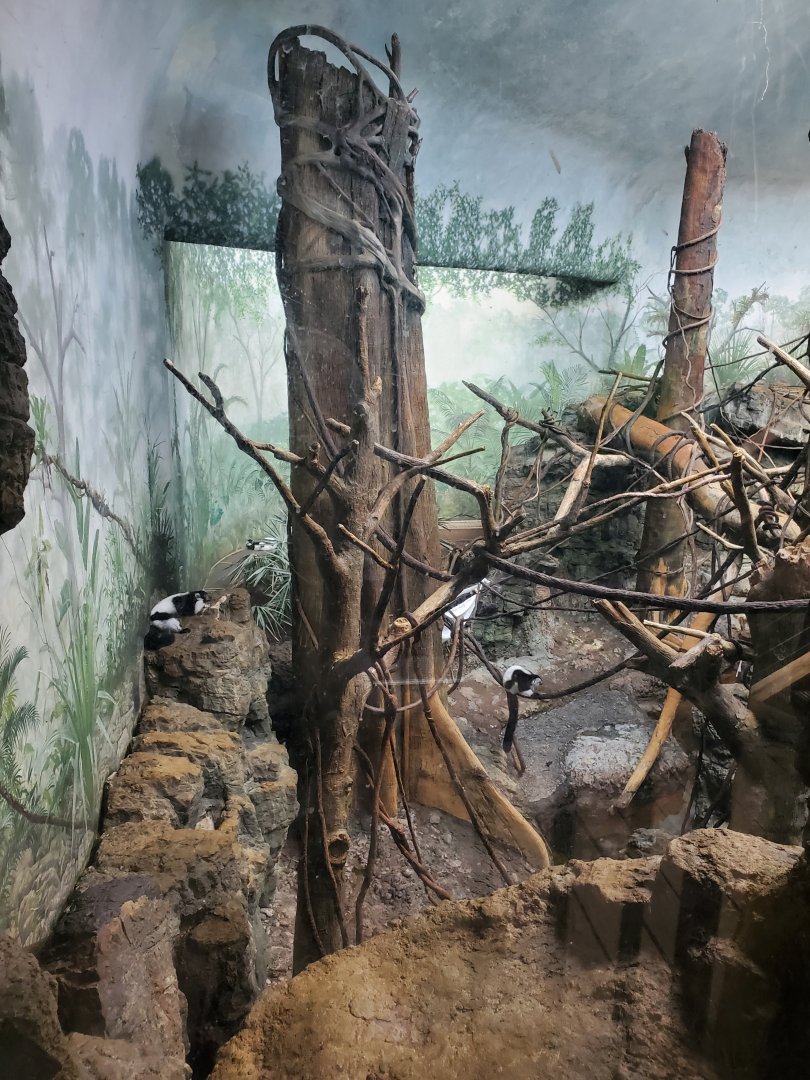 Black-and-White Ruffed Lemur Habitat - August 2021