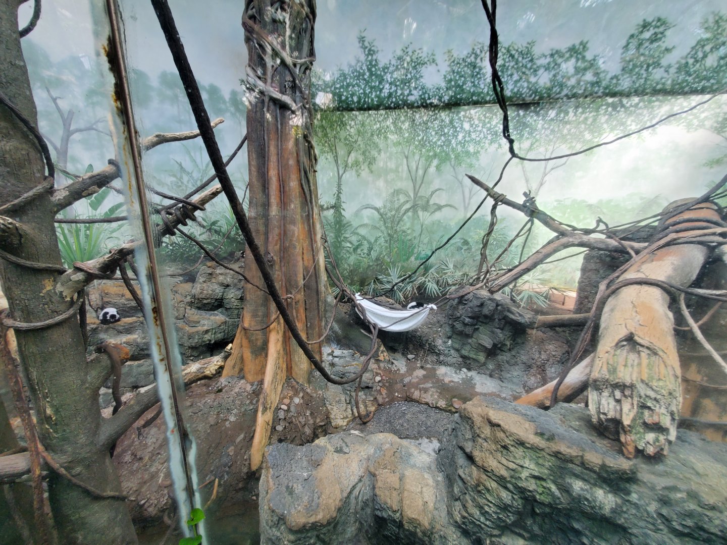 Black-and-White Ruffed Lemur Habitat - August 2021