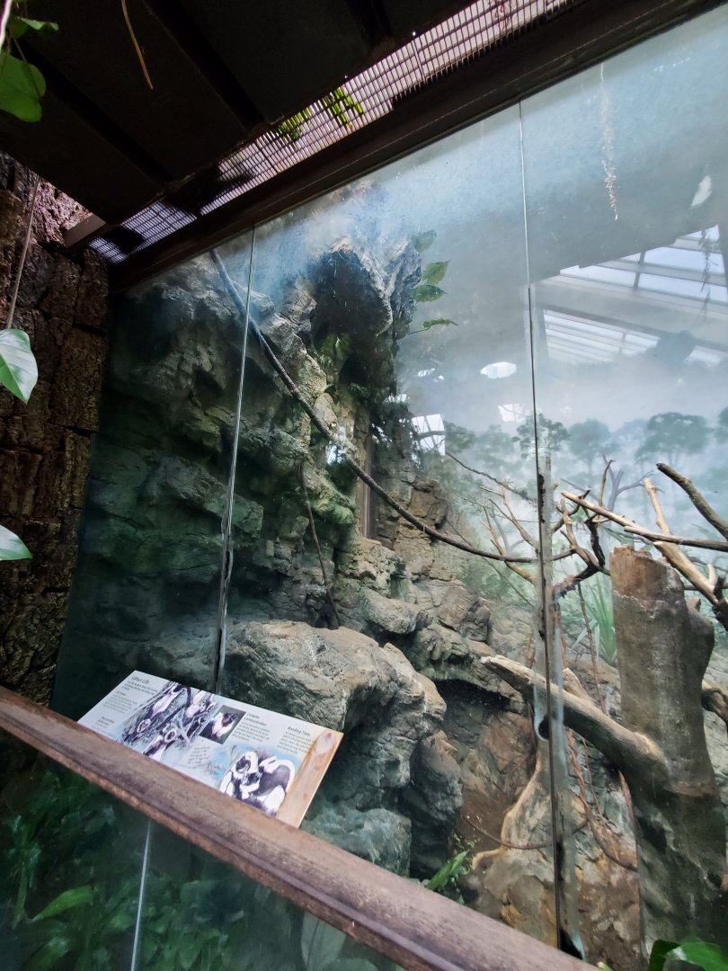 Black-and-White Ruffed Lemur Habitat - August 2021