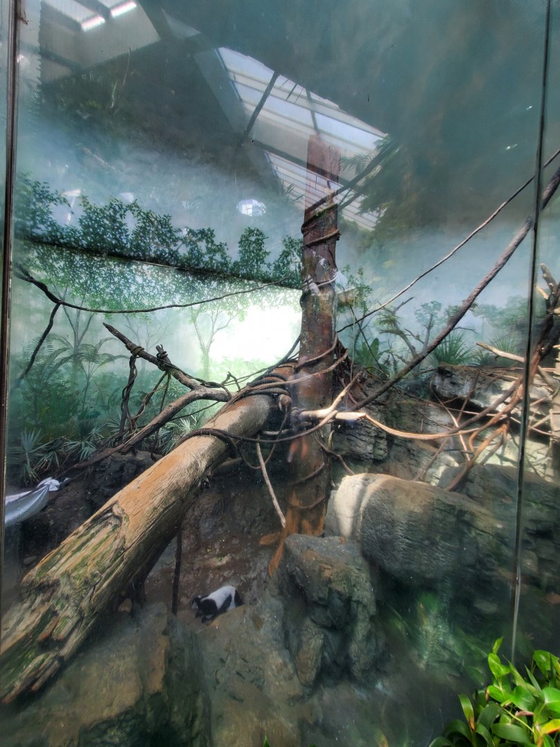 Black-and-White Ruffed Lemur Habitat - August 2021