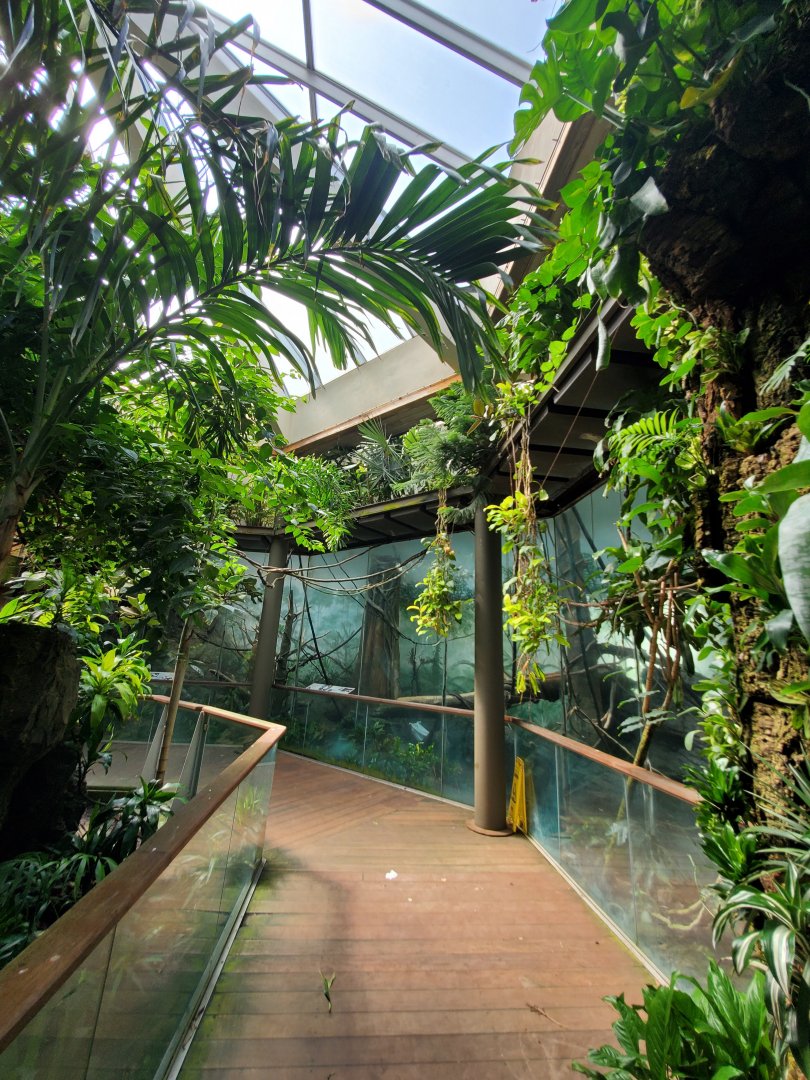 Black-and-White Ruffed Lemur Habitat - August 2021