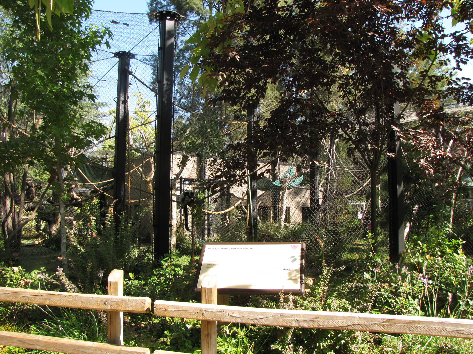 Black-and-white Ruffed Lemur Habitat