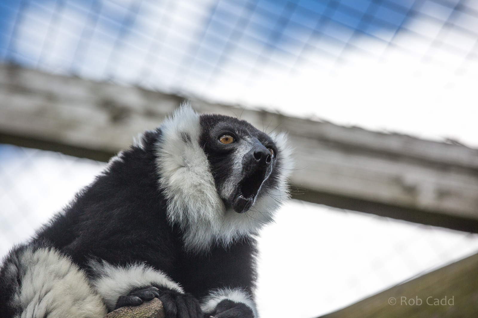 Black-and-white ruffed lemur : Hamerton : 31 Aug 2014