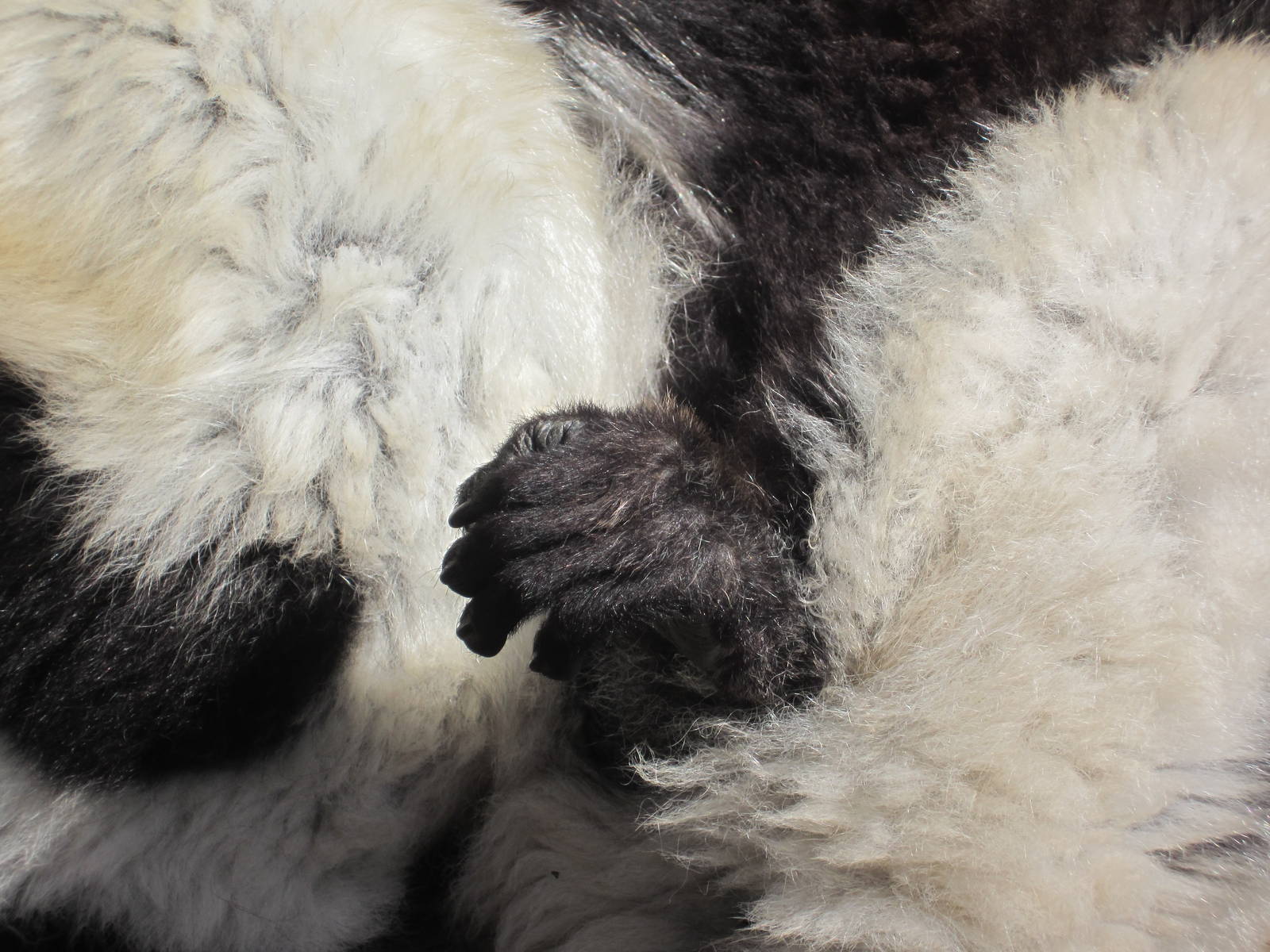 Black and white ruffed lemur hand