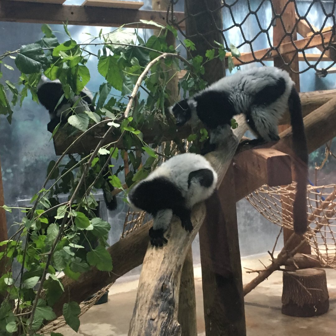 Black-and-White Ruffed Lemur | Henry Vilas Zoo