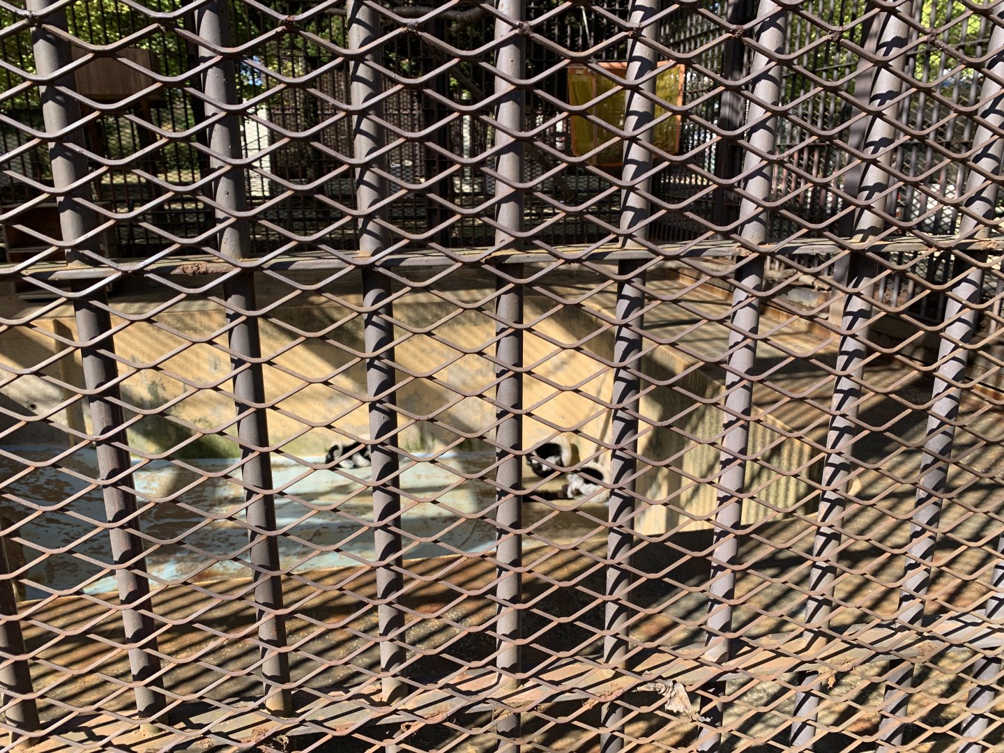 Black-and-white Ruffed Lemur (Himeji City Zoo)