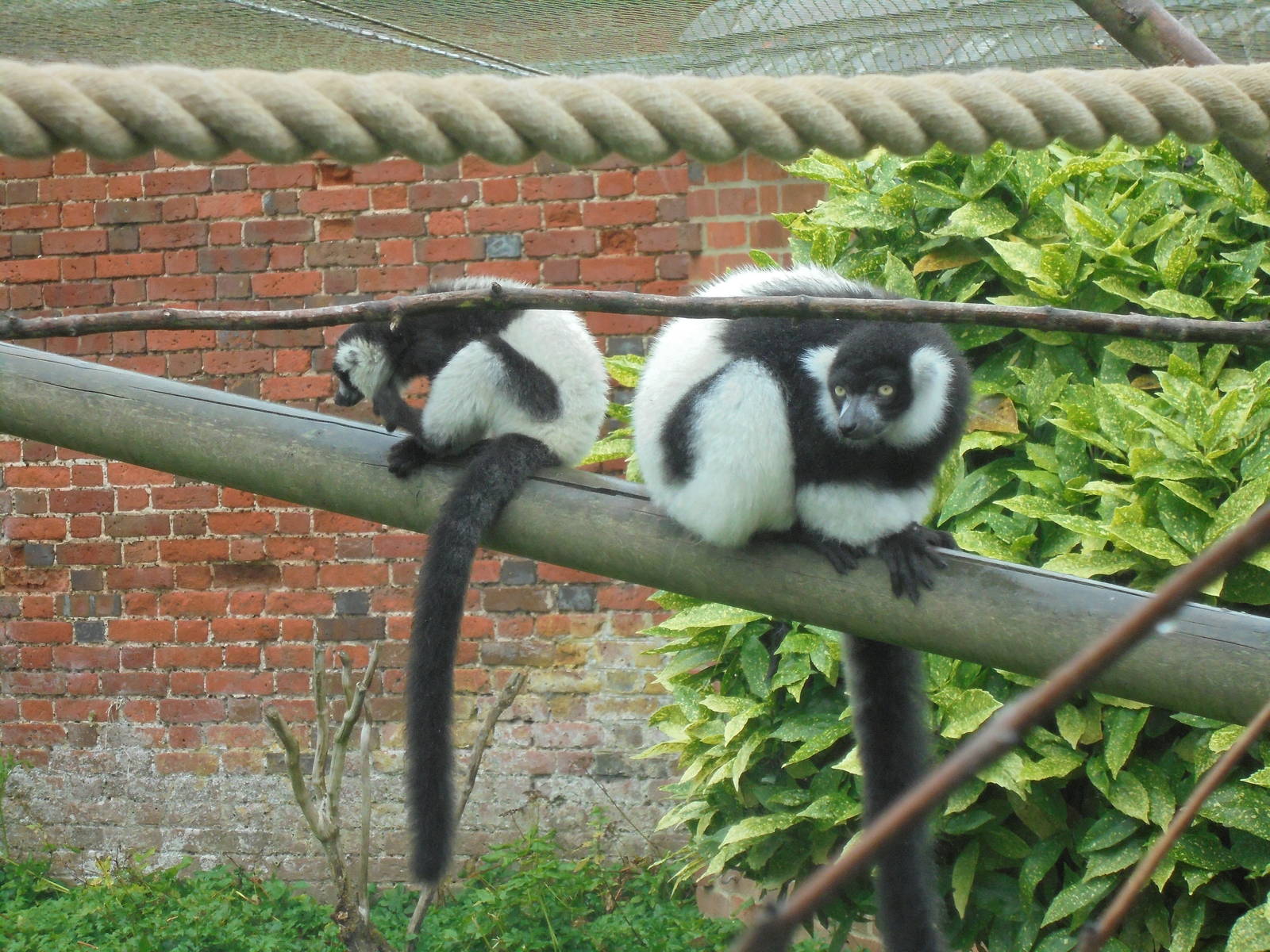 Black and White Ruffed Lemur - "hole in youngster" 2105.