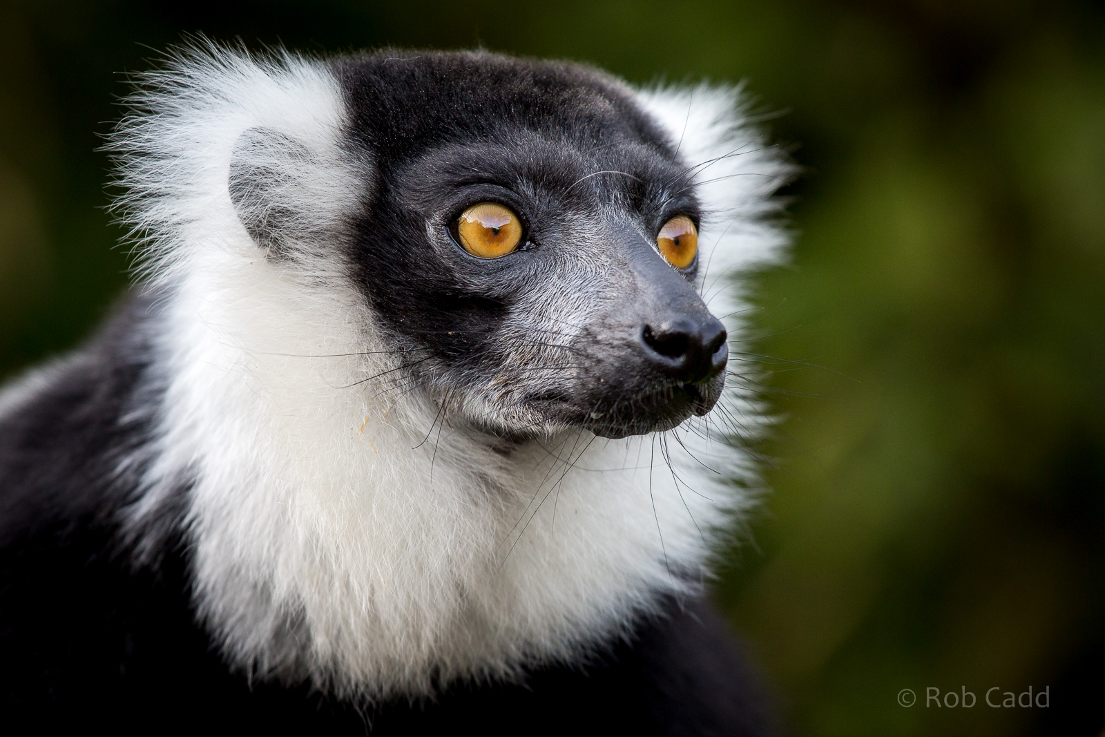 Black-and-white ruffed lemur : Howletts : 16 Oct 2014
