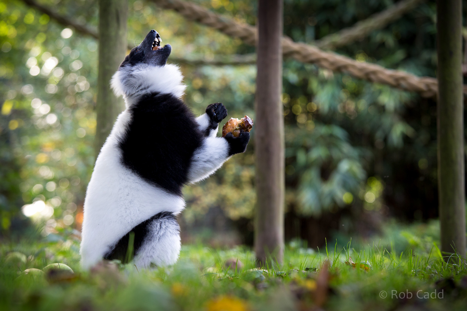 Black-and-white ruffed lemur : Howletts : 16 Oct 2014