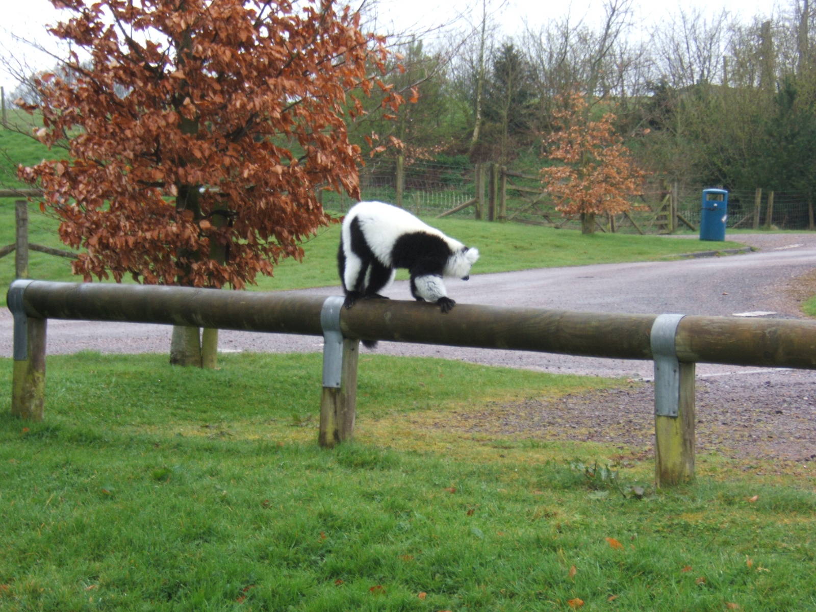 Black and White Ruffed Lemur in car park