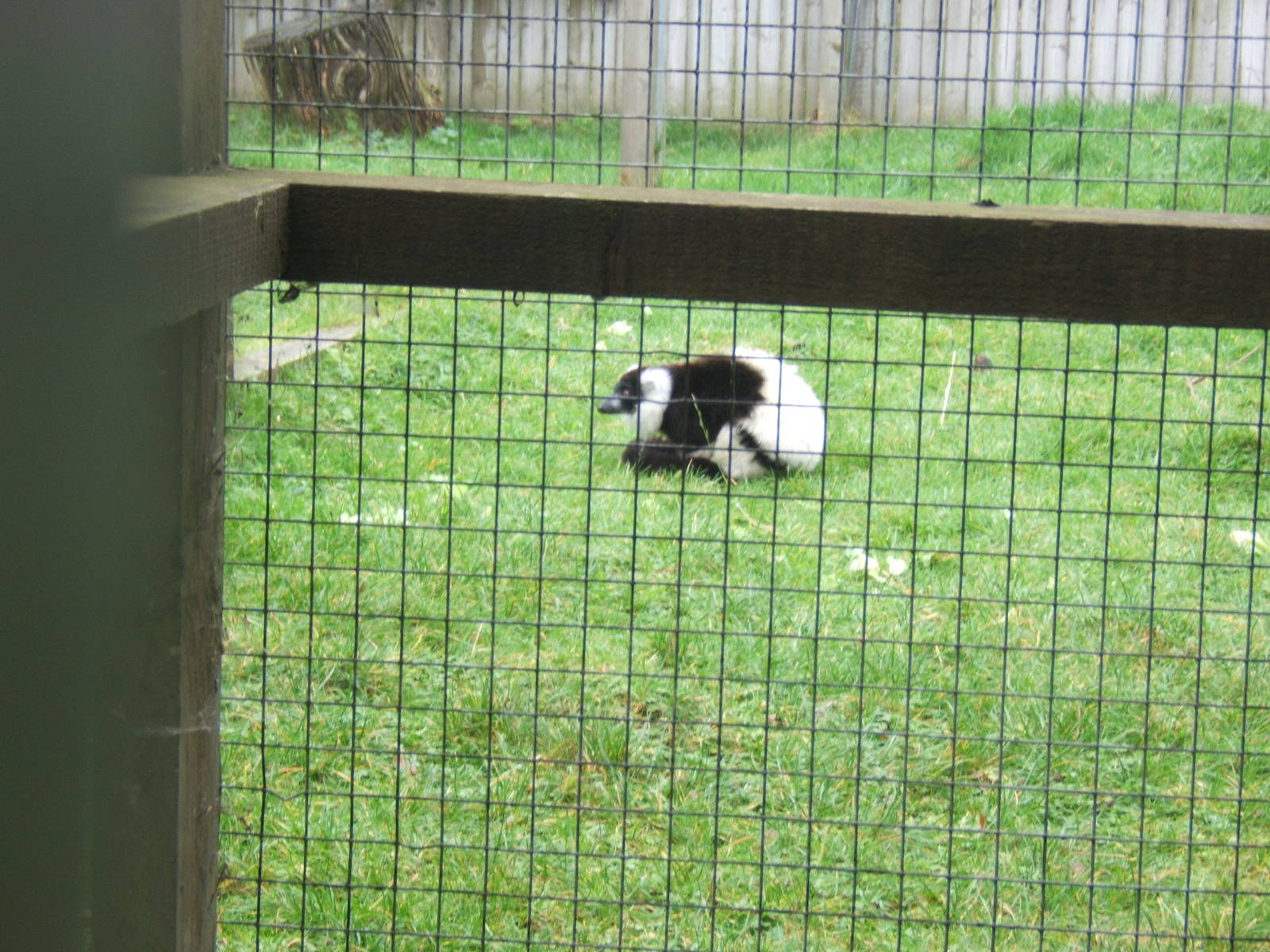 Black and White Ruffed Lemur in the closed off old Lemur enclosure