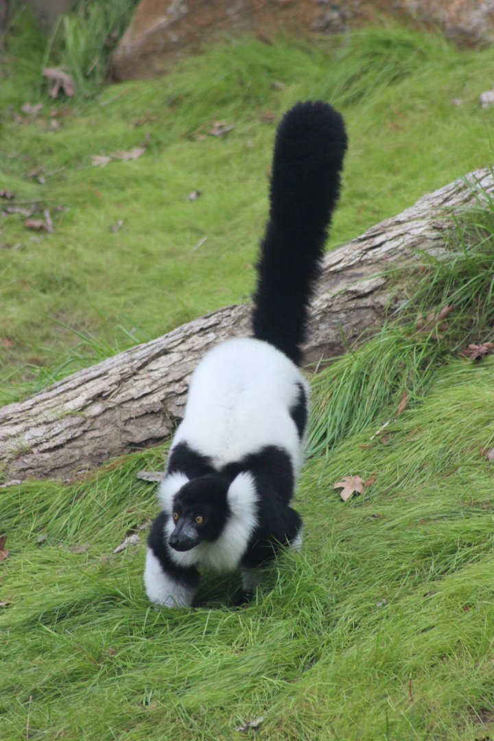 Black and White Ruffed Lemur in the new exhibit