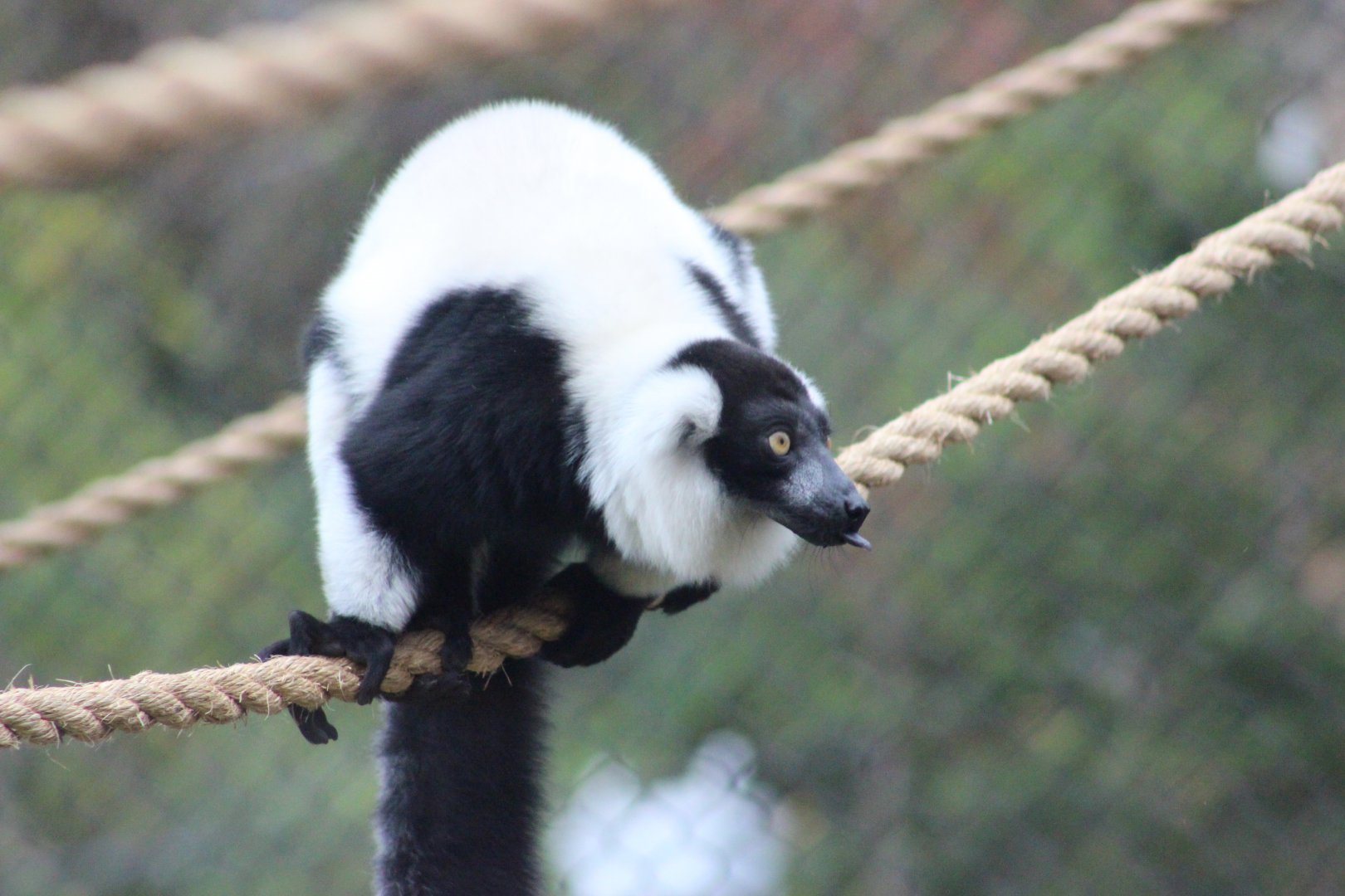 Black and White Ruffed Lemur in the new exhibit