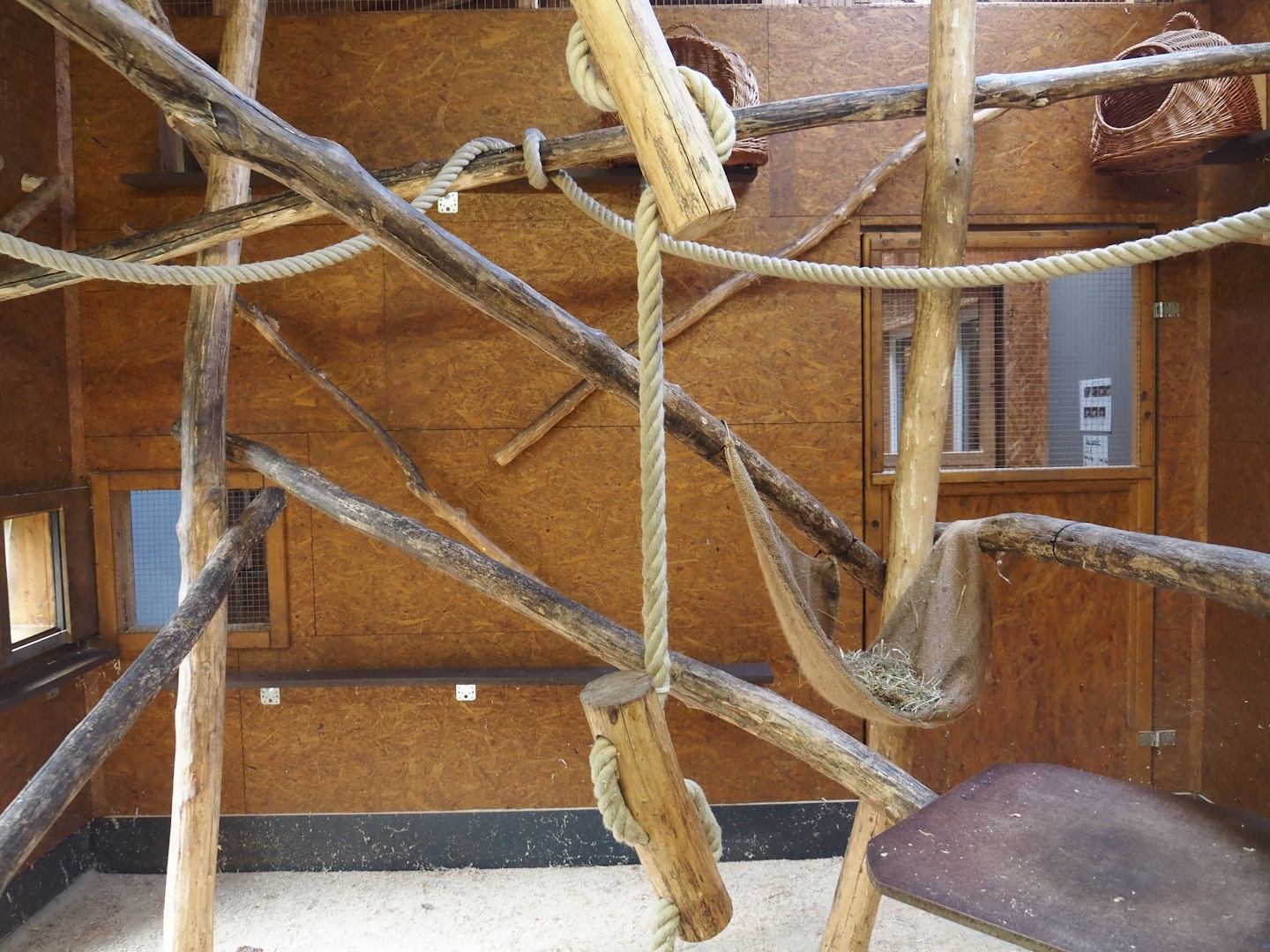 Black-and-white ruffed lemur indoor exhibit, 2025-05-22