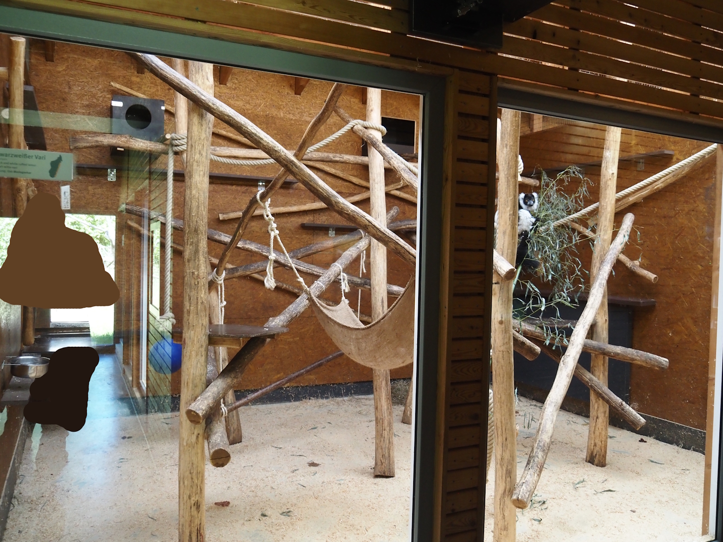 Black-and-white ruffed lemur indoor exhibit, 2025-05-22