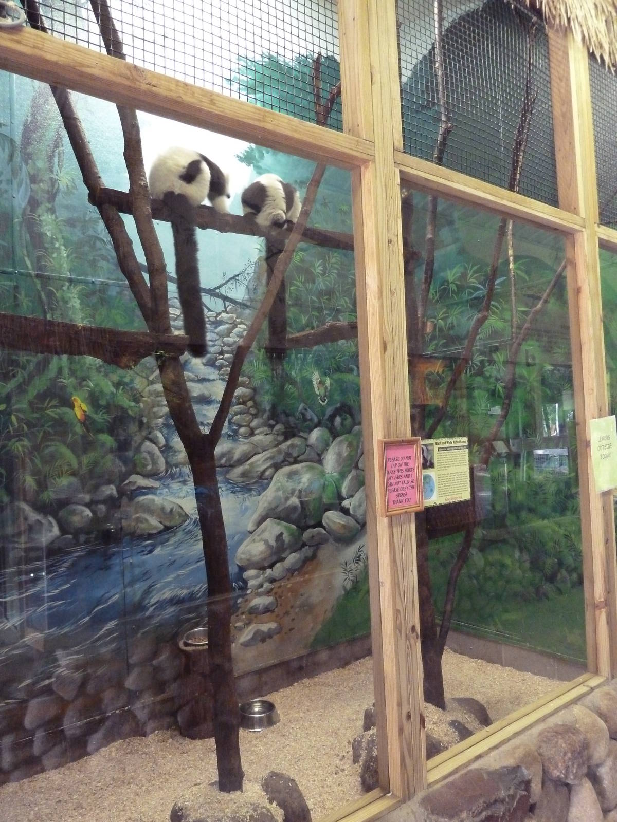 Black-and-White Ruffed Lemur Indoor Exhibit