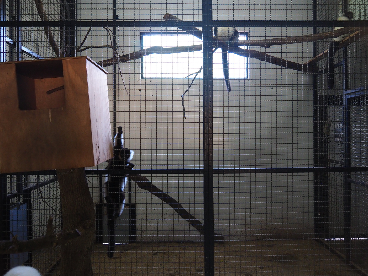 Black-and-white ruffed lemur indoor housing, 2019-08-04