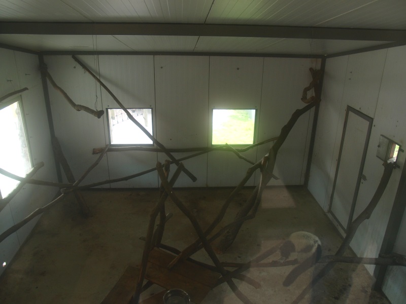 Black-and-white ruffed lemur indoor housing (April 19th, 2015)