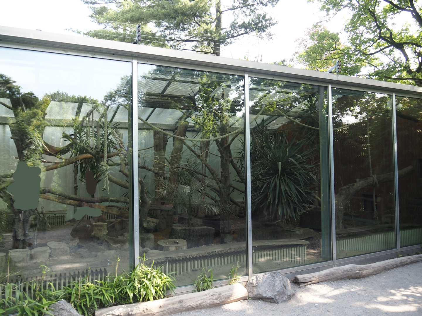 Black-and-white ruffed lemur indoor housing, with Malagasy giant jumping rats, 2024-06-08