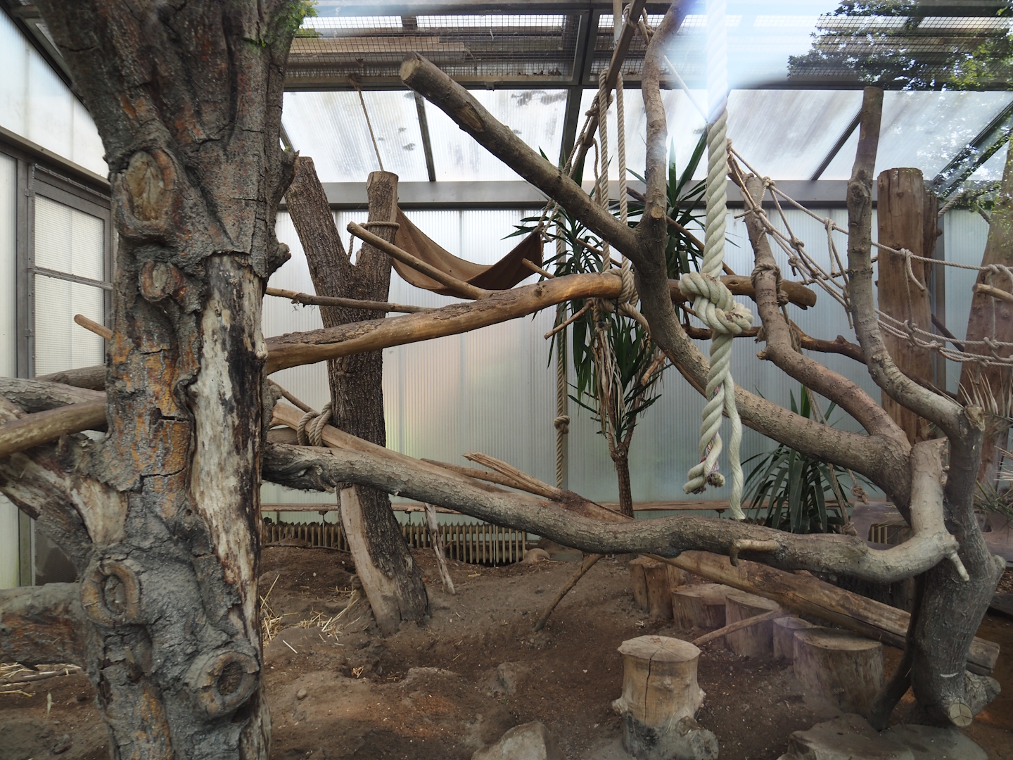 Black-and-white ruffed lemur indoor housing, with Malagasy giant jumping rats, 2024-06-08