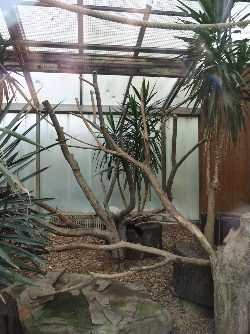 Black-and-white ruffed lemur indoor housing, with Malagasy giant jumping rats, 2024-06-08