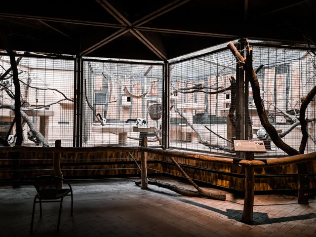 Black-and-white ruffed lemur indoors