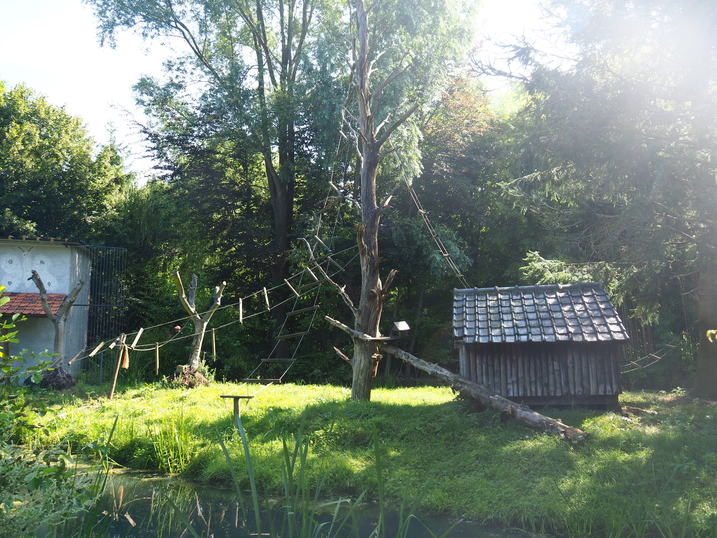 Black-and-white ruffed lemur island, 2019-08-04