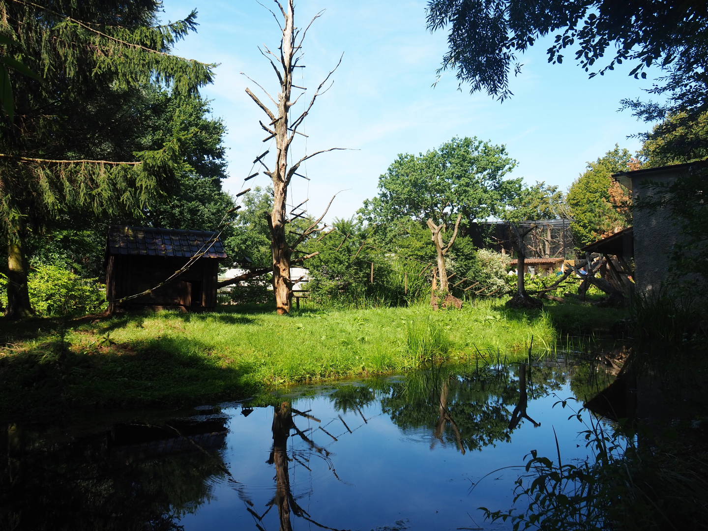 Black-and-white ruffed lemur island, 2019-08-04